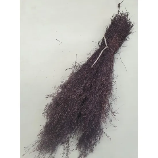 AGROSTIS NEBULOSA CLOUD GRASS PRUNE +/-50GR BOPP/kraft