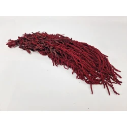 AMARANTHUS CAUDATUS STABILISE BORDEAUX BOPP/kraft emballage hobby