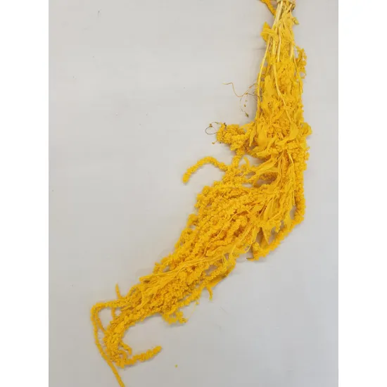AMARANTHUS CAUDATUS GECONSERVEERD GEEL