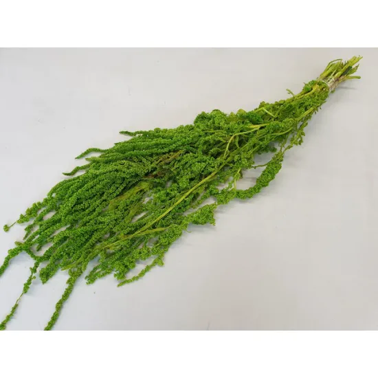 AMARANTHUS CAUDATUS STABILISE VERT CLAIR