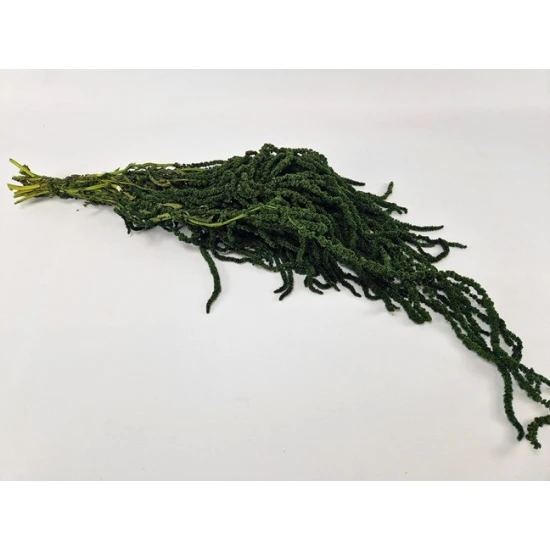 AMARANTHUS CAUDATUS PRESERVED MOSS GREEN