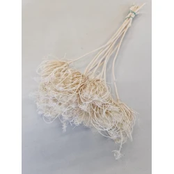 AMMI MAJUS BLANCHI BOPP/kraft emballage hobby