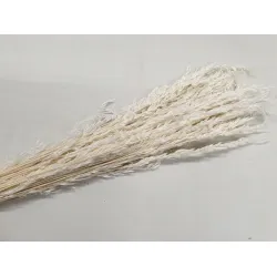 AMPELODESMA BLANCHI +/-100GR