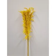 AMPELODESMA GEEL +/-100GR