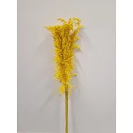 AMPELODESMA JAUNE +/-200GR