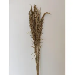 AMPELODESMA OR +/-100GR