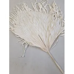 ANAO PALM BLANCHI BOPP/kraft emballage hobby