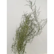 ASPARAGUS WILD STABILISE VERT 5PCS