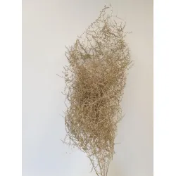 ASPARAGUS WILD OR 5PCS