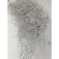 ASPARAGUS WILD WHITE WASH 5PCS