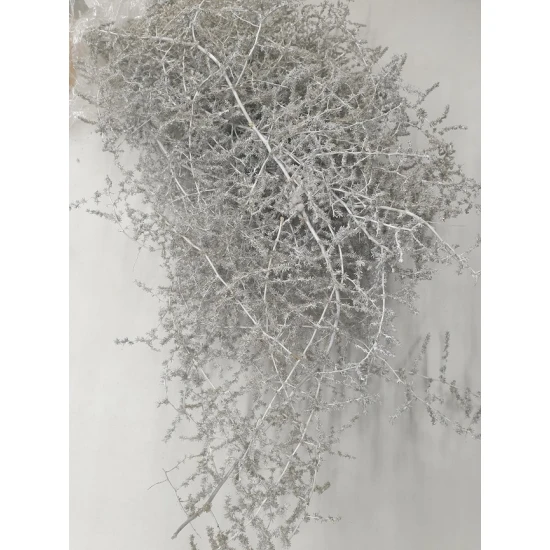 ASPARAGUS WILD WHITE WASH 5PCS