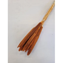 BABALA ORANGE 55CM 10PCS