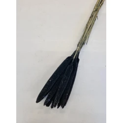 BABALA NOIR 55CM 10PCS