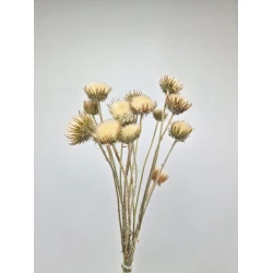 MOUNTAIN THISTLE CLOSED NATURAL 10PCS BOPP/kraft Small packaging