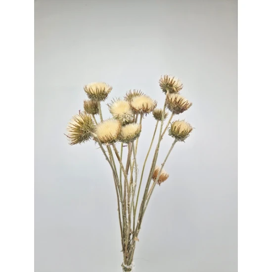 BERGKARDOEN DISTEL GESLOTEN NATUREL 10ST BOPP/kraft hobbyverpakking