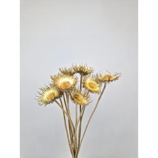 BERGKARDOEN DISTEL OPEN NATUREL 10ST
