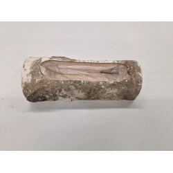BIRCH STEM HALF OPEN 26X10X8CM