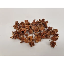 COSSE D'HETRE NATUREL +/-50GR