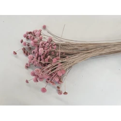 BOTAO BRANCO PINK +/-50GR BOPP/kraft Small packaging