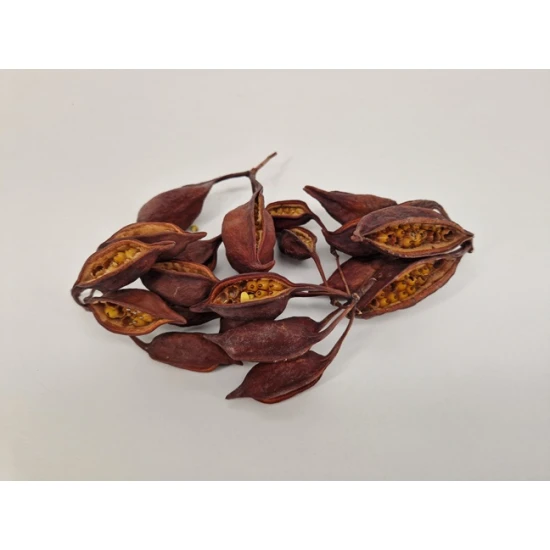 BRACHYCHITON NATUREL