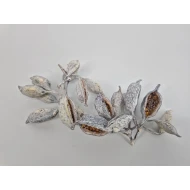 BRACHYCHITON WHITE WASH 500GR