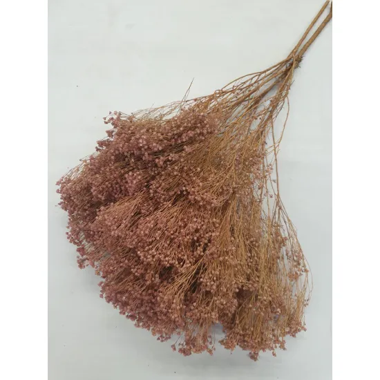 BROOM BLOOM ROSE VIEUX +/-100GR BOPP/kraft