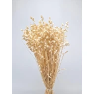 BRIZA MAXIMA GEBLEEKT +/-70GR