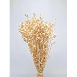 BRIZA MAXIMA BLANCHI +/-70GR