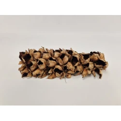 CACHO COCO 60/70 HALF NATURAL 1PC