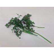 CANELLA APPLE GREEN 20PCS