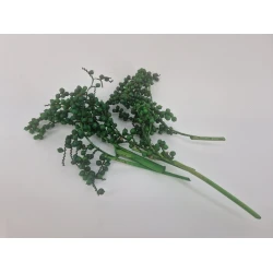 CANELLA APPLE GREEN 5PCS