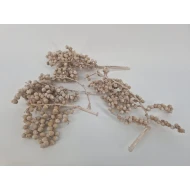 CANELLA FROSTED WHITE 5ST