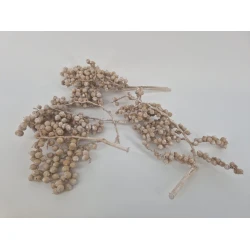 CANELLA FROSTED WHITE 5PCS