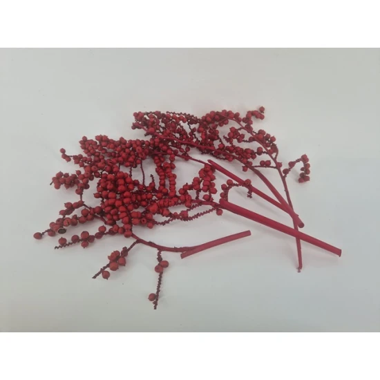 CANELLA ROOD 5ST