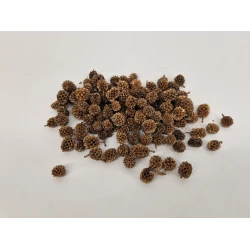 CASURINA GOLD +/-1KG
