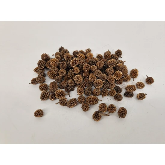 CASURINA GOUD