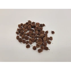 CASURINA NATUREL +/-75GR