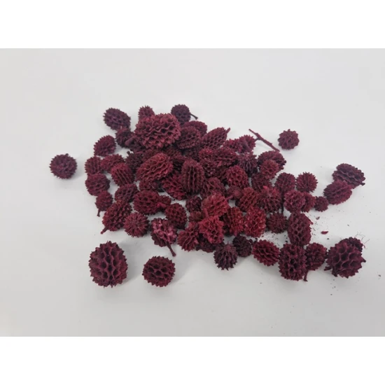 CASURINA ROOD