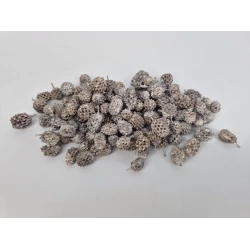 CASURINA WHITE WASH +/-75GR