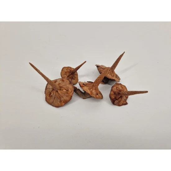 CEDAR BASIC NATURAL