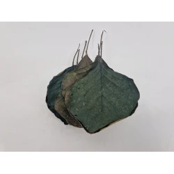 FEUILLE DE COBRA STABILISE VERT 50PCS