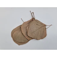 COBRA LEAF NATURAL 50PCS