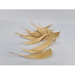 COCOS MEDIUM BLEACHED 10PCS