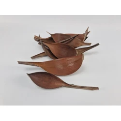 COCOS MEDIUM NATURAL 10PCS