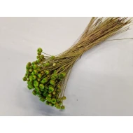 CONGONHAS LIME GREEN  +/-50GR BOPP/kraft emballage hobby