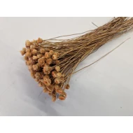 CONGONHAS MELON +/-50GR BOPP/kraft Small packaging