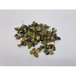 COTTON PODS LICHTGROEN +/-250GR