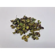 COTTON PODS LICHTGROEN +/-50GR