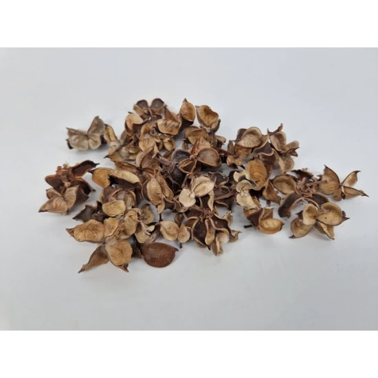 COTTON PODS NATURAL