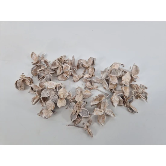 COTTON PODS WHITE WASH